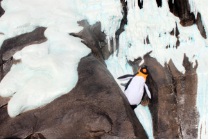 The only penguin we were able to see at Antarctica 